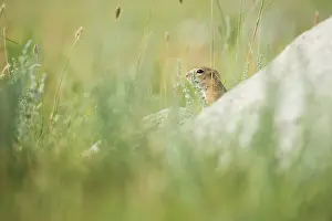 Vertebre: Pallid ground squirrel (Spermophilus pallidicauda)