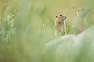 Vertebre: Pallid ground squirrel (Spermophilus pallidicauda)