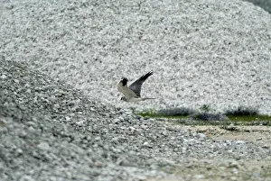 Macrourus: Pallid Harrier - Adult male in flight