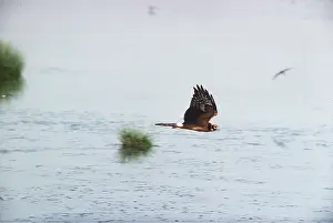 Harrier: PALLID HARRIER - IN FLIGHT