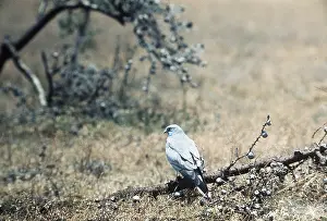 Harrier: PALLID HARRIER - male