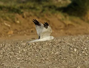 Macrourus: Pallid Harrier - male in flight