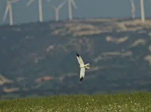 Macrourus: Pallid Harrier - male in flight