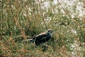 Macrourus: PALLID HARRIER - perched