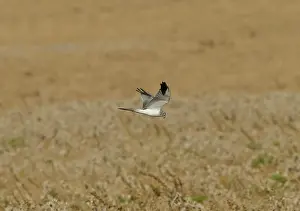 Macrourus: Pallid / Pale Harrier - male in flight late on