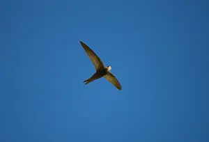 Swifts: Pallid Swift