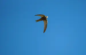 Swifts: Pallid Swift