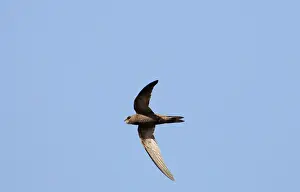 Swifts: Pallid Swift - in flight