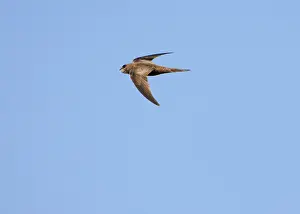 Swifts: Pallid Swift - in flight
