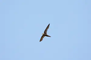 Swifts: Pallid Swift - in flight