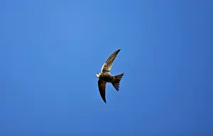 Swifts: Pallid Swift - in flight