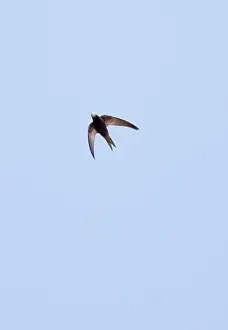 Swifts: Pallid Swift - in flight, in the Great Caucasus