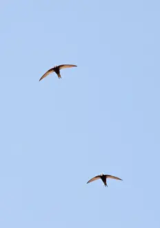 Swifts: Pallid Swifts - in flight, in the Great Caucasus