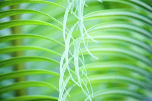 Combined: Palm