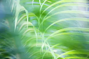 Supple: Palm