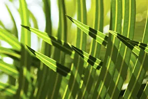 Connected: Palm