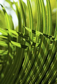 Layers: Palm