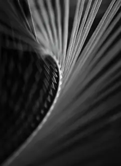 Monochrome: Palm