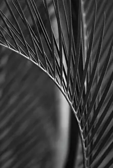 Monochrome: Palm