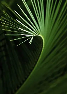 Curved: Palm