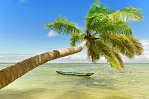 Destinations: Palm on beach, Indian Ocean, island of Nosy Nato