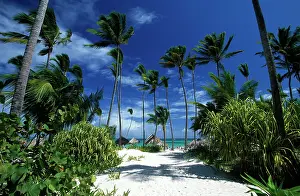 Cana: Palm beach Playa Bavaro, Punta Cana, Dominican Republic