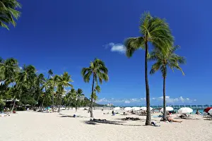 Arecaceae: Palm beach, Waikiki, Honolulu, O'ahu, Hawai'i
