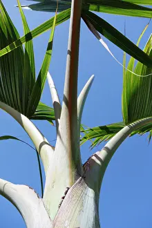 Mauritius: Palm, Bottle palm, Hyophorbe lagenicaulis