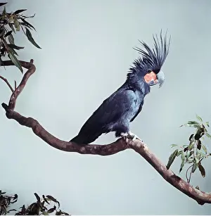 Aviary: PALM COCKATOO