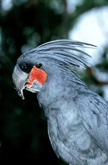 Cockatoo: Palm Cockatoo (probosciger aterrimus), Adult with