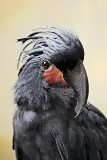 Papua: Palm cockatoo (Probosciger aterrimus), portrait