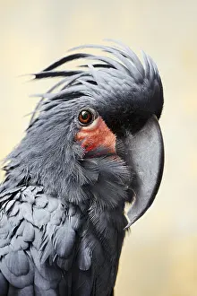 Papua: Palm cockatoo (Probosciger aterrimus), portrait
