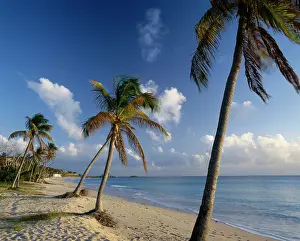 Cocos: Palm