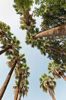 Phoenix: Palm, Date palm