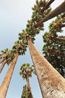 Phoenix: Palm, Date palm