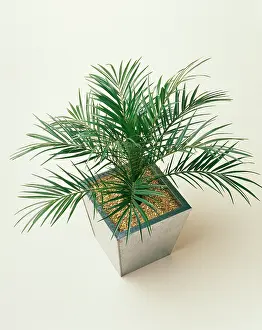 Phoenix: Palm