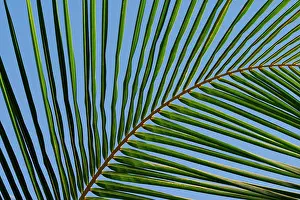 Phoenix: Palm