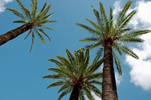 Phoenix: Palm