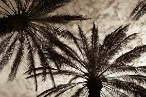 Phoenix: Palm
