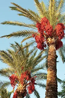Phoenix: Palm