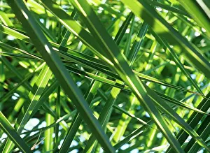 Layers: Palm