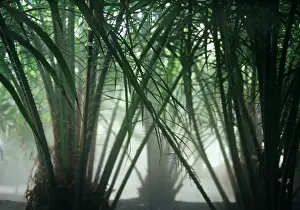 Canariensis: Palm