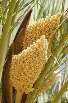Canariensis: Palm
