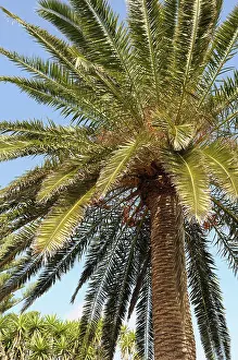 Canariensis: Palm, Date Palm, Phoenix canariensis, Detail of tree against