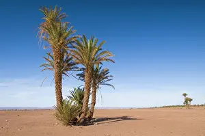 Phoenix: Palm