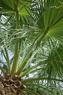 Filifera: Palm