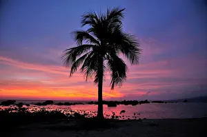 Trinidad: Palm in last evening light, Playa Ancon beach, near