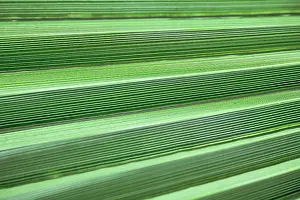 Folds: Palm, Fan palm, Abstract view of folds of a palm