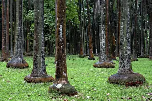 Arecaceae: Palm forest near Anse des Cascades in Piton Sainte-Rose