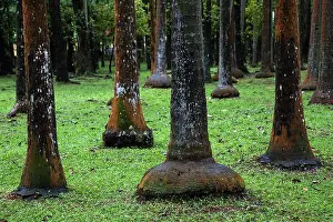 Arecaceae: Palm forest near Anse des Cascades in Piton Sainte-Rose